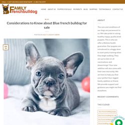 Blue french bulldog for sale