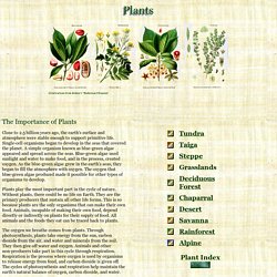 Blue Planet Biomes - Plants
