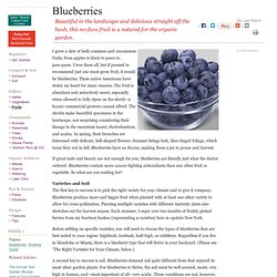 How to Grow Blueberries: Organic Gardening