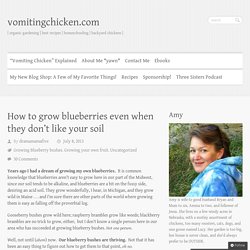 How to grow blueberries even when they don't like your soil - vomitingchicken.com