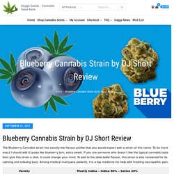 Blueberry Cannabis Strain by DJ Short Review -