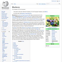 Wiki: Blueberry