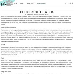 Body Parts of a Fox