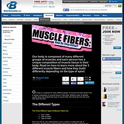 Muscle Fibers: How Do They Differ?