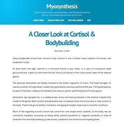 A Closer Look at Cortisol & Bodybuilding