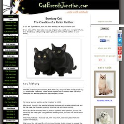 Bombay Cat - A Profile on a Black Cat that Shines