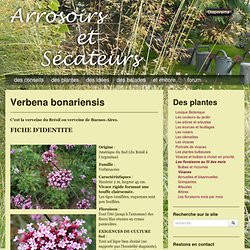 Verbena bonariensis