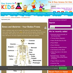 Bone and Skeleton Fun Facts for Kids