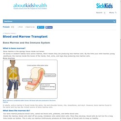 Bone Marrow and the Immune System