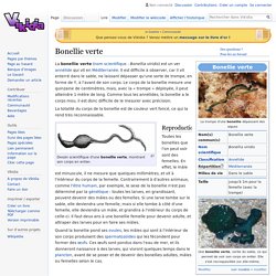 Bonellie verte - Vikidia, l’encyclopédie des 8-13 ans