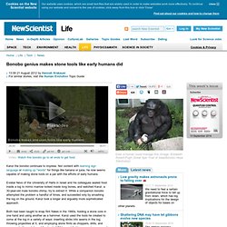 Bonobo genius makes stone tools like early humans did - life - 21 August 2012
