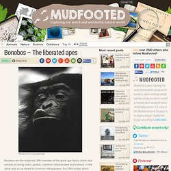 Bonobos origin, conservation status and sexual behaviour - Mudfooted.com