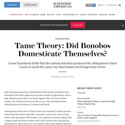 Tame Theory: Did Bonobos Domesticate Themselves?