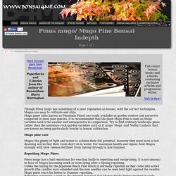 Bonsai- Mugo Pine