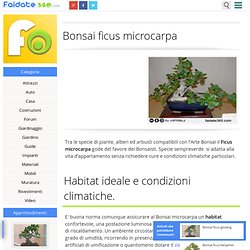 Bonsai ficus microcarpa - Nightly