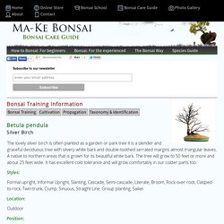 Bonsai Training Guide for Betula pendula by Ma-Ke Bonsai