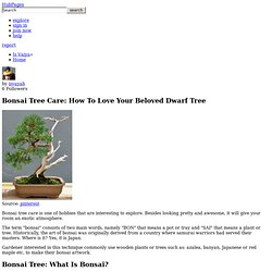 Bonsai Tree Care: How To Love Your Beloved Dwarf Tree