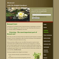 Bonsai Care - How to Water a Bonsai Tree - The Helpful Gardener