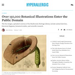 Over 150,000 Botanical Illustrations Enter the Public Domain