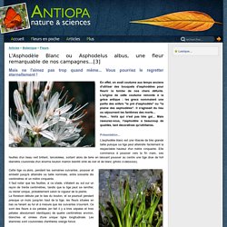 Botanique - l'asphodèle blanc une grande fleur des zones calcaires - asphodèle - asphodelus - Antiopa Nature & Sciences