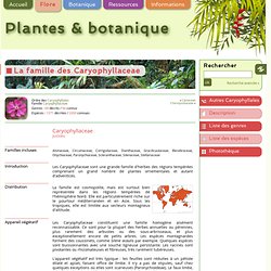 Plantes et botanique