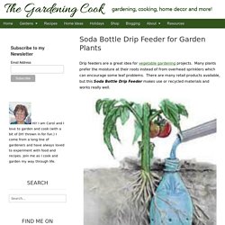 Soda Bottle Drip Feeder for Vegetables - Easy DIY project