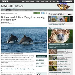 BBC Nature - Bottlenose dolphins: 'Gangs' run society, scientists say
