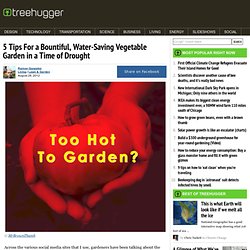 5 Tips For a Bountiful, Water-Saving Vegetable Garden in a Time of Drought