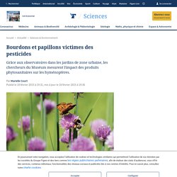 Bourdons et papillons victimes des pesticides