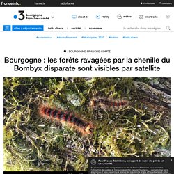 FRANCE 3 07/06/20 Bourgogne : les forêts ravagées par la chenille du Bombyx disparate sont visibles par satellite