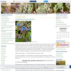 LA BOURRACHE ou borrago officinalis - Secret des plantes