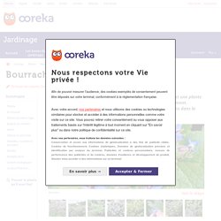 Bourrache : planter et cultiver – Ooreka