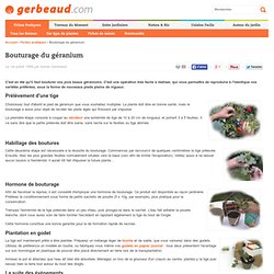 Bouturage geranium et pelargonium