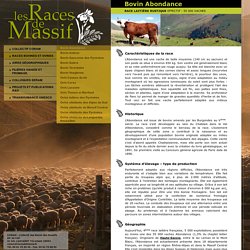 Race bovine Abondance : vaches laitières des alpes en haute-savoie