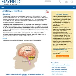Brain Anatomy, Anatomy of the Human Brain