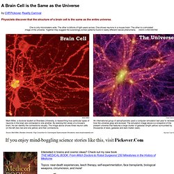A Brain Cell is the Same as the Universe