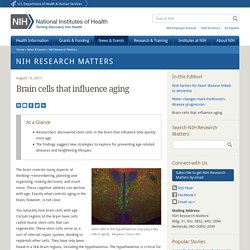Brain cells that influence aging