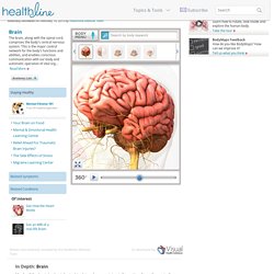 Brain Function, Anatomy & Diagram