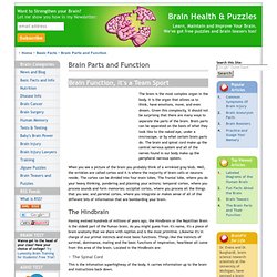 Brain Parts Function & Parts of the Brain