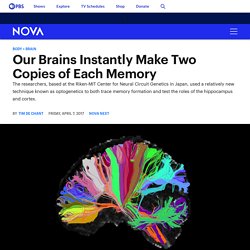 Our Brains Instantly Make Two Copies of Each Memory — NOVA Next