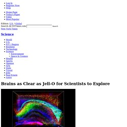 Brains as Clear as Jell-O for Scientists to Explore