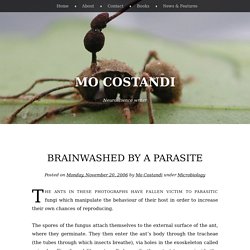 Brainwashed by a parasite « Neurophilosophy