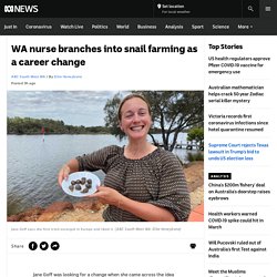 WA nurse branches into snail farming as a career change - ABC News