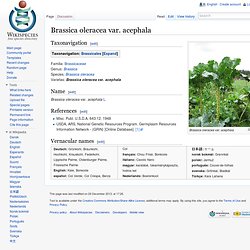 Brassica oleracea var. acephala