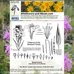 Brassicaceae: Wildflowers of the Mustard Family (Cruciferae). Pictures and help with wildflower Identification from Thomas J. Elpel, author of Botany in a Day. The easy way to identify flowers.
