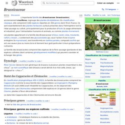 Brassicaceae (famille)