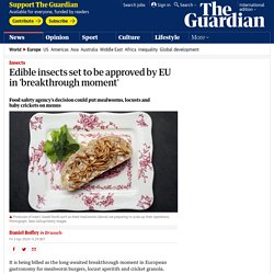 Edible insects set to be approved by EU in 'breakthrough moment'