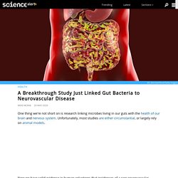 A Breakthrough Study Just Linked Gut Bacteria to Neurovascular Disease