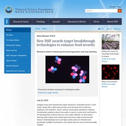 NATIONAL SCIENCE FOUNDATION 23/07/19 New NSF awards target breakthrough technologies to enhance food security