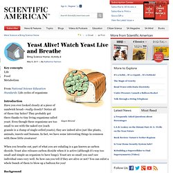Yeast Alive! Watch Yeast Live and Breathe